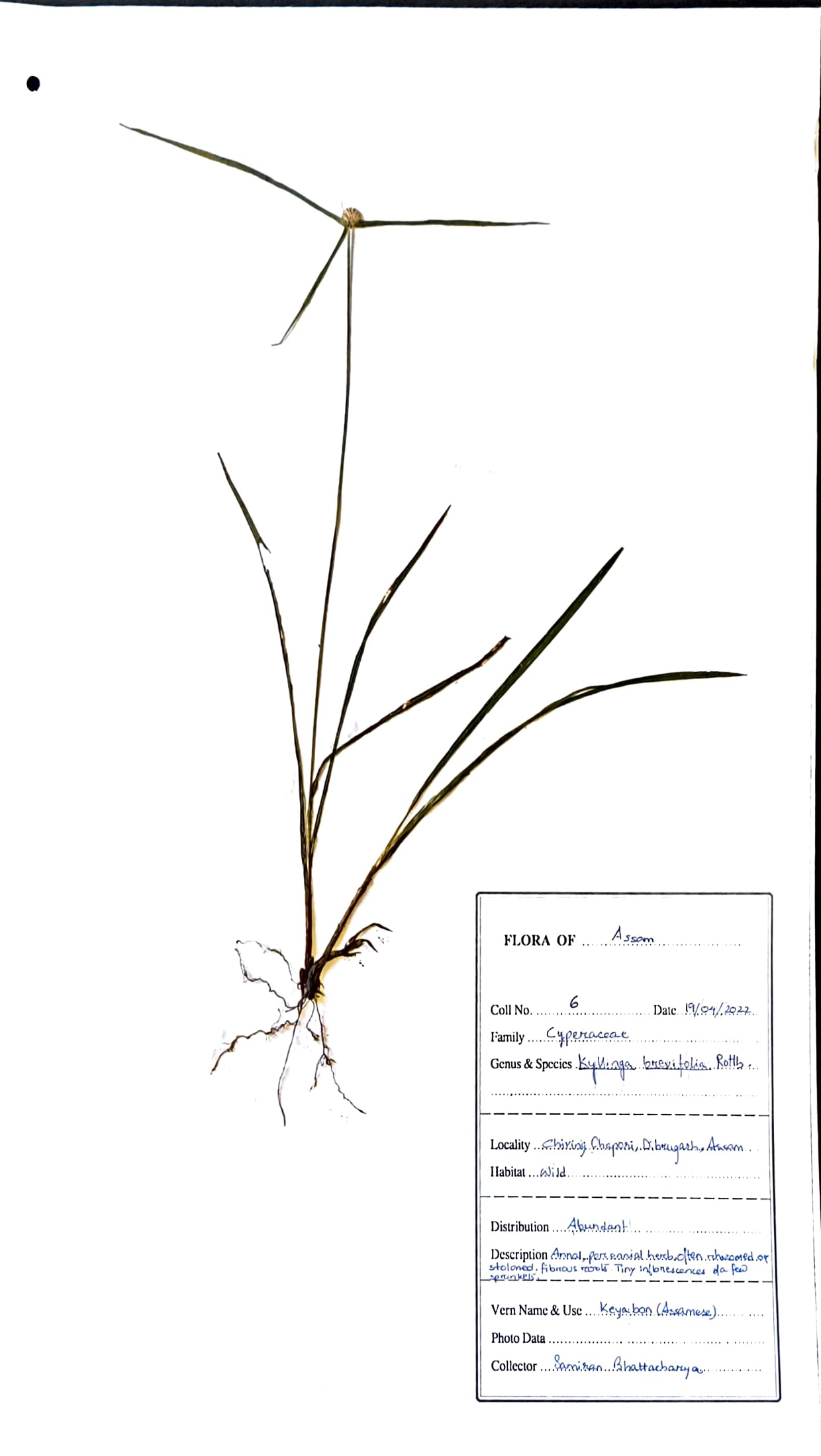 Kenya bon (Ass.) (Herbarium)